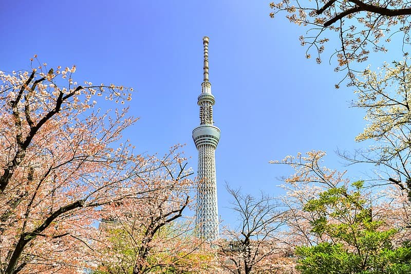 隅田公園・春