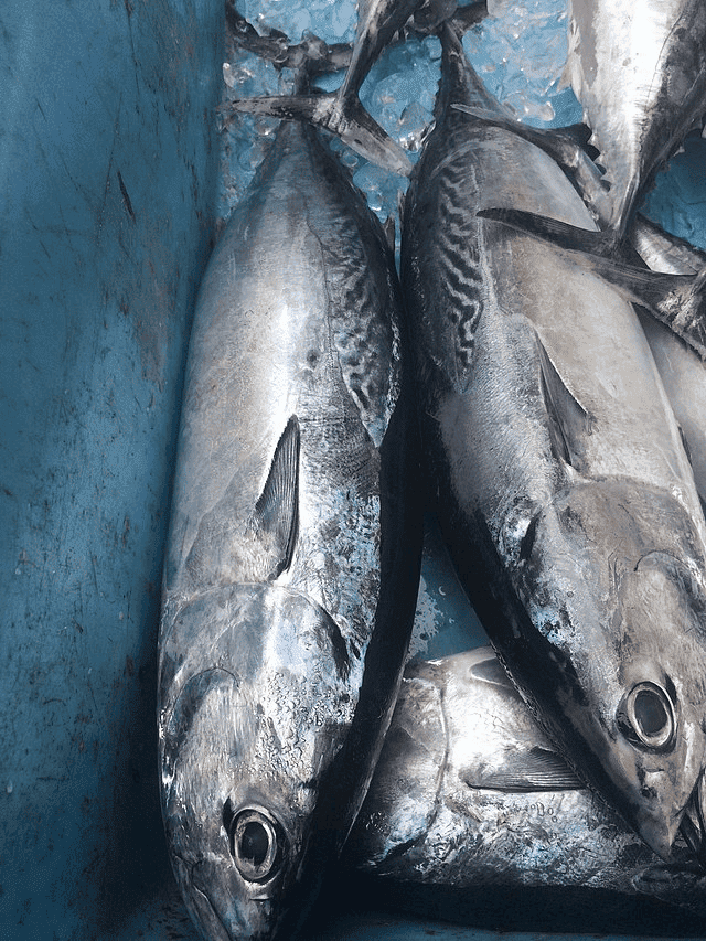 勝浦港で穫れる新鮮なお魚